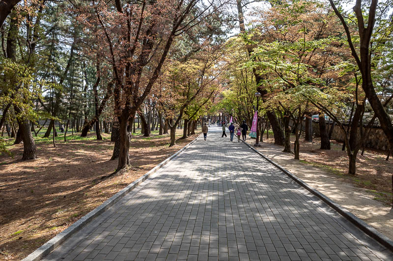 Korea-Gyeongju-Wolseong-Bomunho - I walked through a park with some nice trees, trees with leaves.