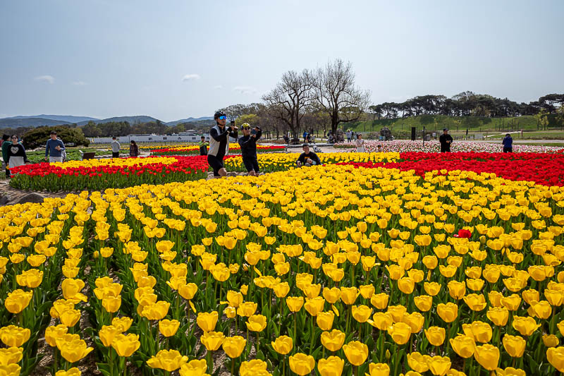 Korea-Gyeongju-Wolseong-Bomunho - The tulip game nearby is top notch, and popular with cyclists.