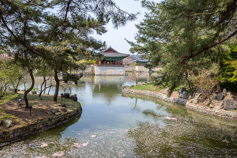 Korea-Gyeongju-Wolseong-Bomunho - A lot of blossoms floating in the pond. More blossompocolypse later.