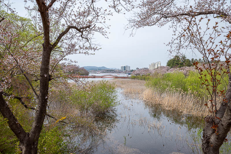Korea-Gyeongju-Wolseong-Bomunho - Now for a tour of the actual lake. Lake Bomunho, and its many blossom filled trees.