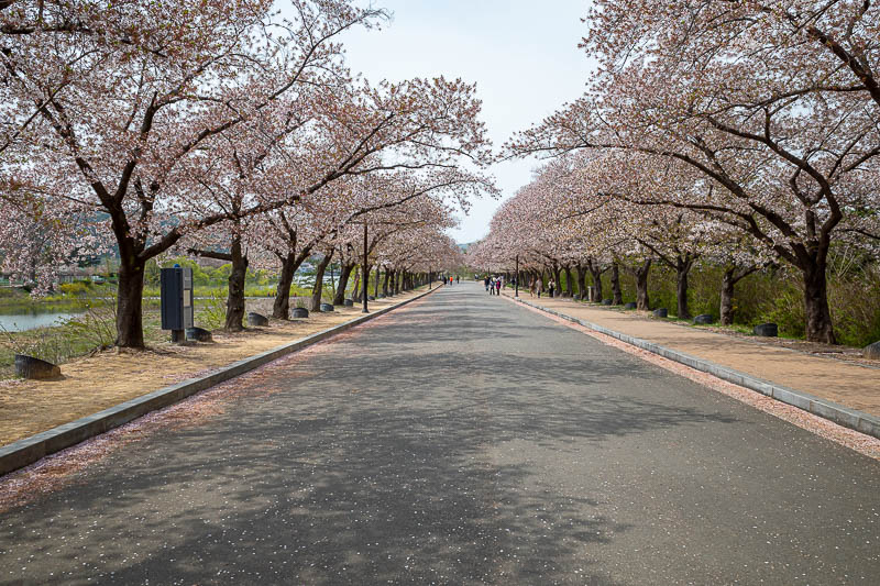 Korea-Gyeongju-Wolseong-Bomunho - If you suffer from hayfever, here is your chance.