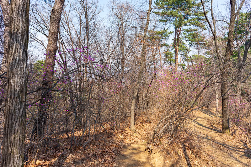 Korea-Seoul-Hiking-Cheonggyesan - As I got down a bit lower, a bit more purple returned.