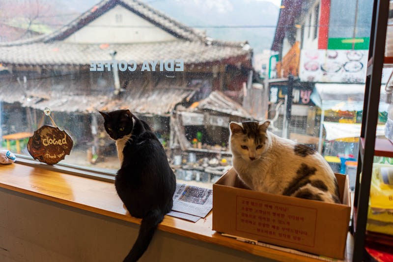 Korea-Hiking-Gyeryongsan - I decided to sit and ponder the weather with these 2 cats in the local Ediya coffee shop. In addition to cats they had a sewing and knitting corner an
