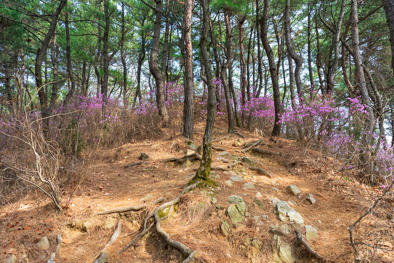 Korea-Daejeon-Hiking-Gyejoksan - The path down to the path with the clay was purple.