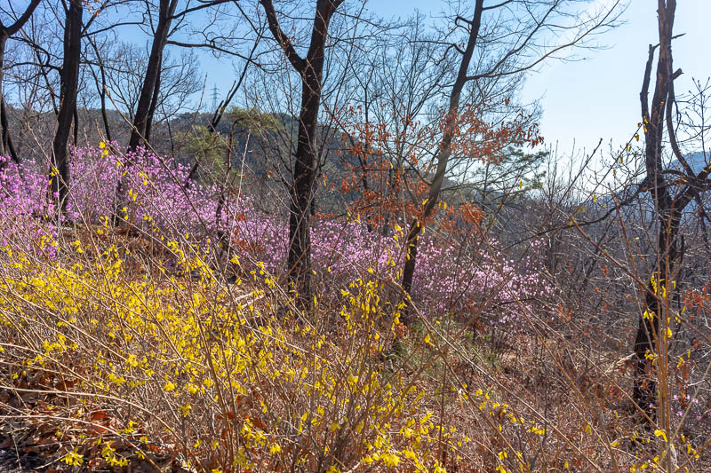 Korea-Hiking-Suraksan - I think it is actually too early for cherry blossoms, if thats your thing. Instead there are these yellow and purple flowers everywhere. In this photo