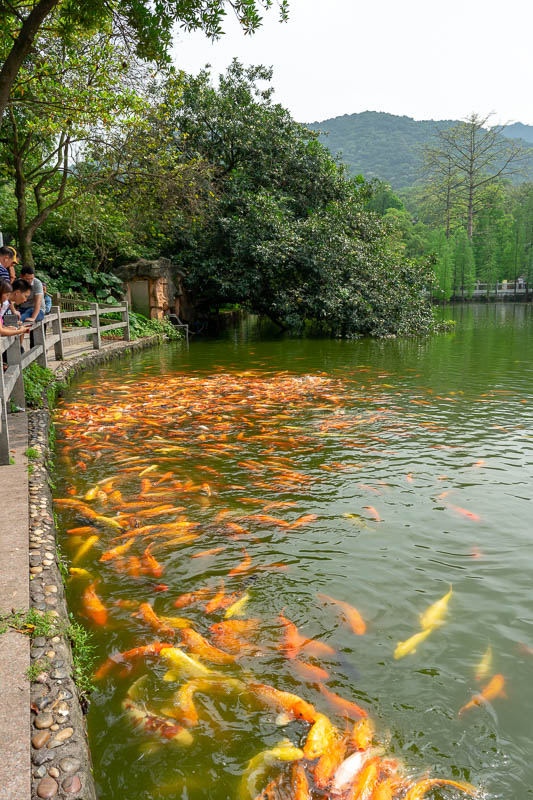 China-Guangzhou-Hiking-Baiyun - A LOT more fish, emphasis on LOT.