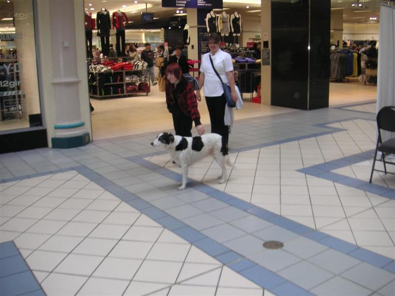 London - September 2009 - You see dogs everywhere in london, in malls like this, on the train, not dogs for blind folks, just regular dogs.