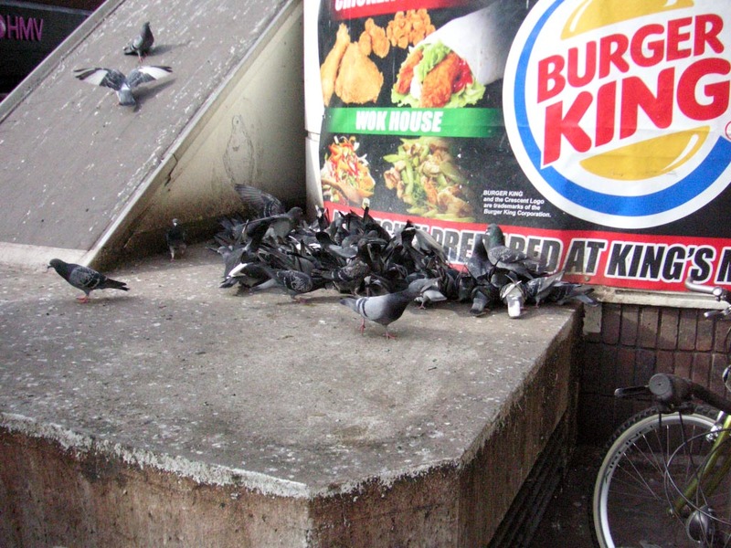England-London-Hammersmith-Camden - These pigeons were the most exciting thing I could find in Hammersmith.