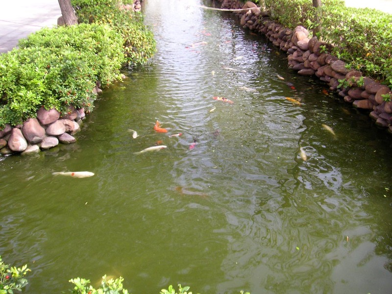 Macau-Casino-Ferry-Custard Tart - Giant goldfish.