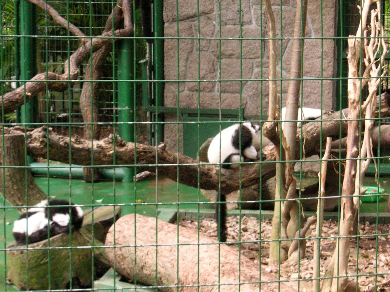 Hong Kong-Zoo-Park - Panda monkeys.