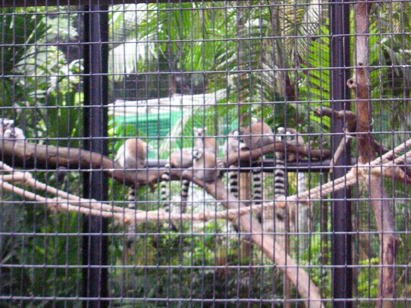 Hong Kong-Zoo-Park - Movie monkeys.