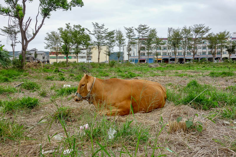 news - Random Cow. Taitung delivered all the random animals, there were dogs and monkeys also.