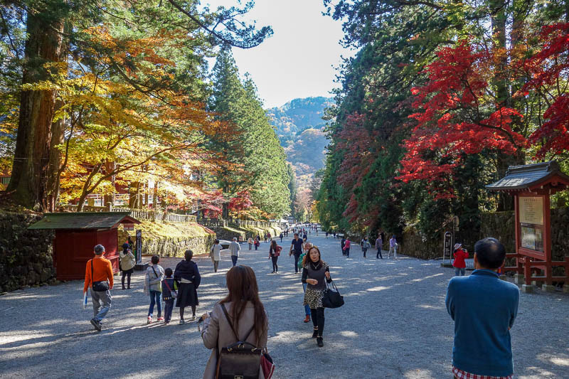 News and general updates - I was here for the peak color of the season. I now return to Japan at the same time every year to roll around in dying leaves.