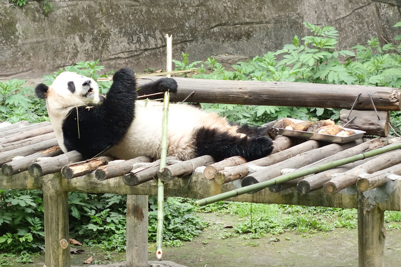 China-Chongqing-Zoo-Panda-Monorail - Too lazy to sit up whilst eating.