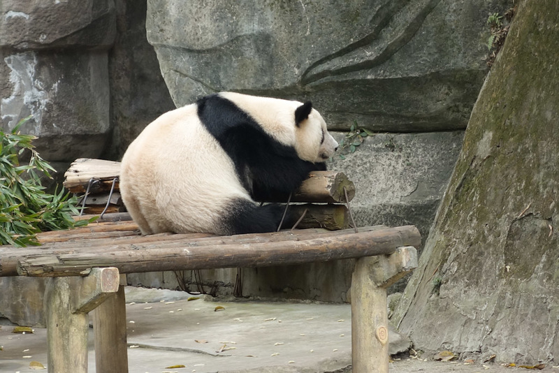 China-Chongqing-Zoo-Panda-Monorail - This one looks like me, constantly stretching its back.