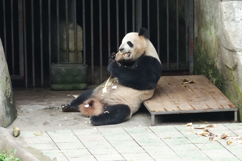 China-Chongqing-Zoo-Panda-Monorail - Last one (for now...)