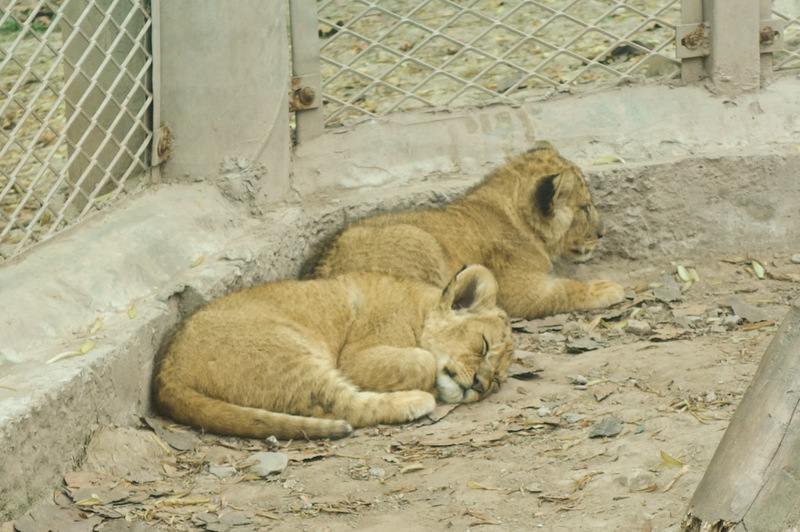 Sichuan - China - Chengdu - Chongqing - March 2013 - These are baby lions. Not sure if they are dead or asleep, they wouldnt move. A human baby used all its powers of bashing on the glass to attempt to w