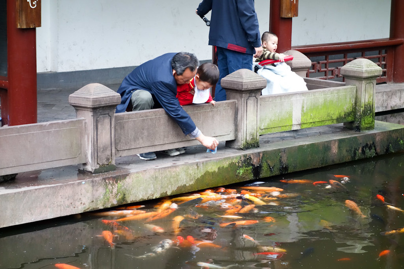 China-Chengdu-Jinli-Shopping Street-Peoples Park - The goldfish seem particularly massive here. If that kid fell in he might get eaten.