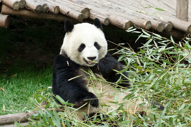 China-Chengdu-Panda-Research Base - ..