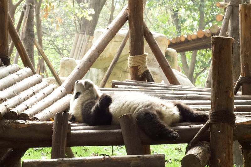 China-Chengdu-Panda-Research Base - Researching Pandas
