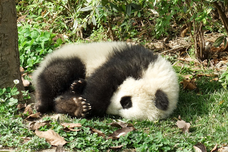 China-Chengdu-Panda-Research Base - .......