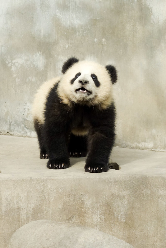 China-Chengdu-Panda-Research Base - **