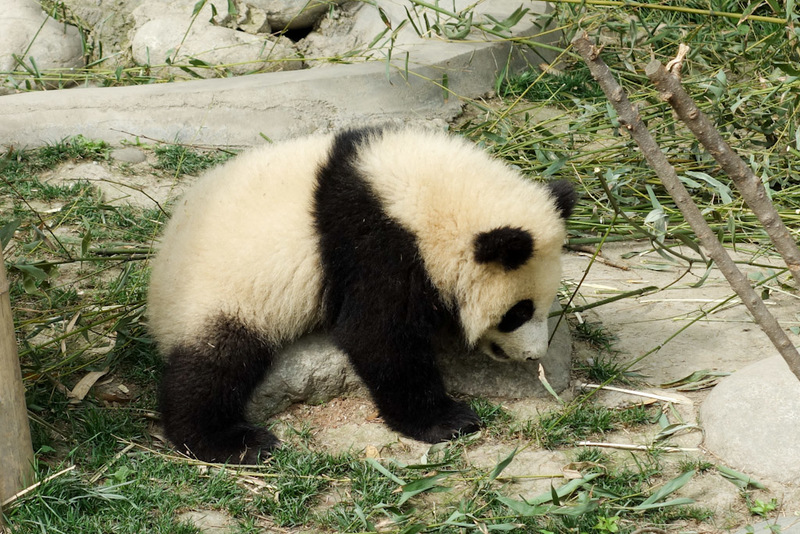 China-Chengdu-Panda-Research Base - *** astericks this time