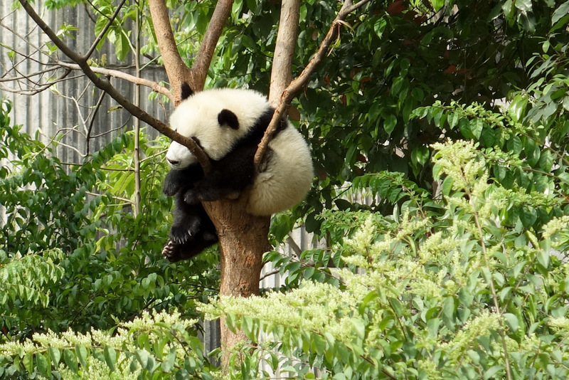 China-Chengdu-Panda-Research Base - #
