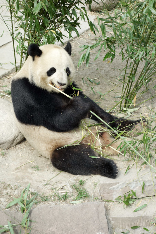 China-Chengdu-Panda-Research Base - ### last one!