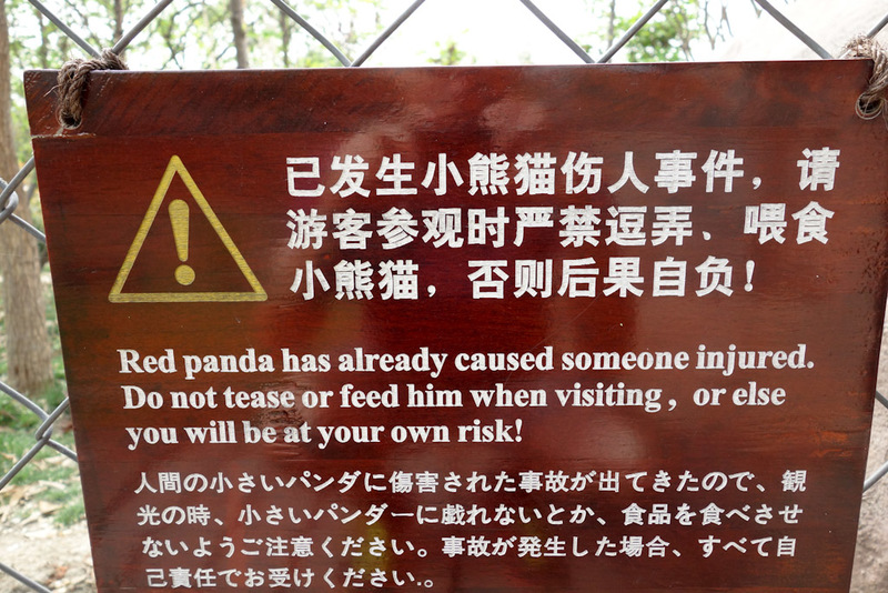 China-Chengdu-Panda-Research Base - Apparently red pandas, also called the lesser panda, are more ferocious than the big ones. Theres warning signs everywhere, but strangely no real fenc