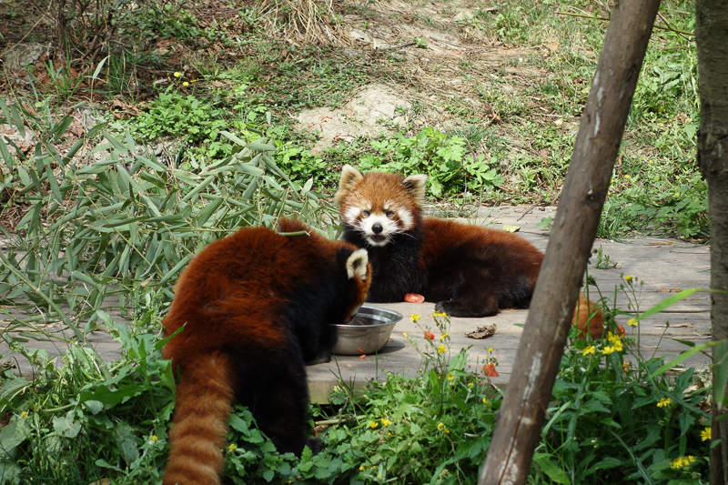 China-Chengdu-Panda-Research Base - I didnt bother with many photos of the lesser panda.