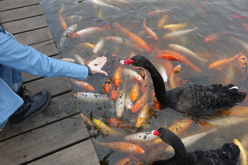 China-Chengdu-Panda-Research Base - The photo doesnt capture it, but the fish literally climb over each other to get out of the water and try and get the food! The girl screamed each tim