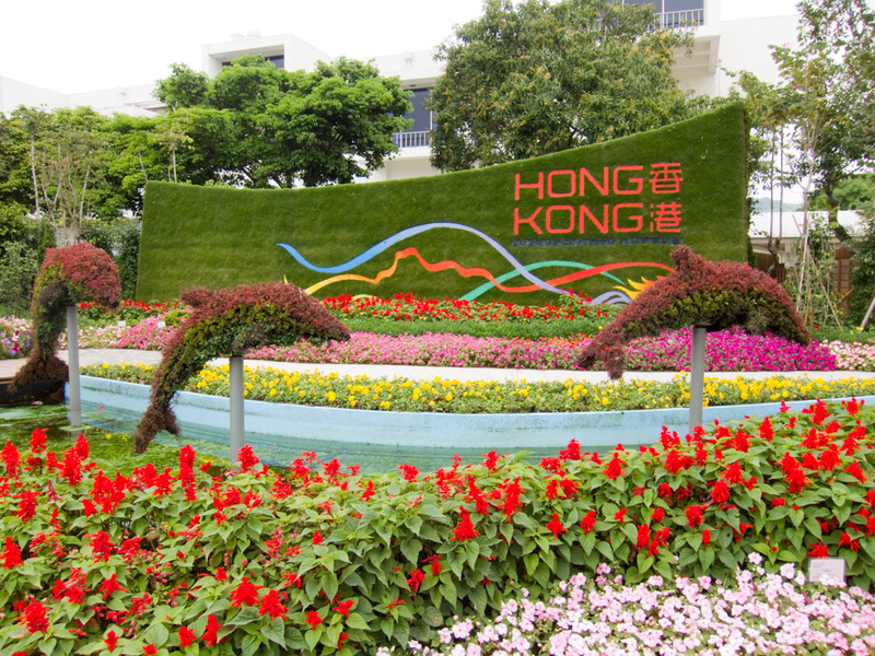 Taiwan / Hong Kong / Singapore - March/April 2011 - Hong Kong has followed me here with flowers.