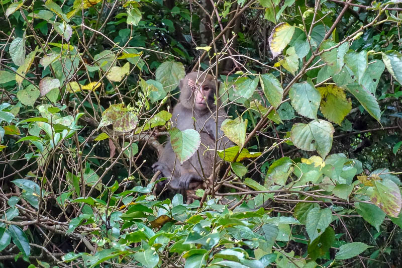 A full lap of Taiwan in March 2017 - I thought the birds in the trees sounded quite large. Turns out there were monkeys, lots and lots of monkeys.