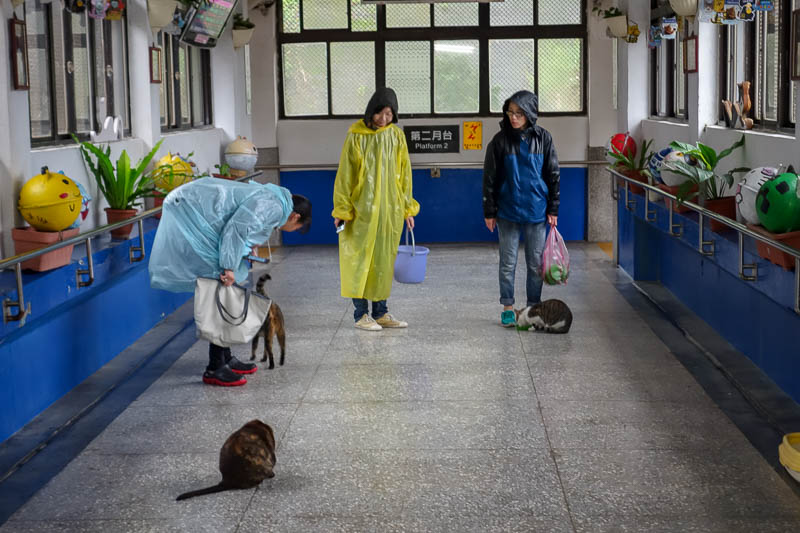 Taiwan-Houtong-Cat Village-Rain - I think these three girls live / work here. The cats know them well, they have buckets and bags of things to feed them.