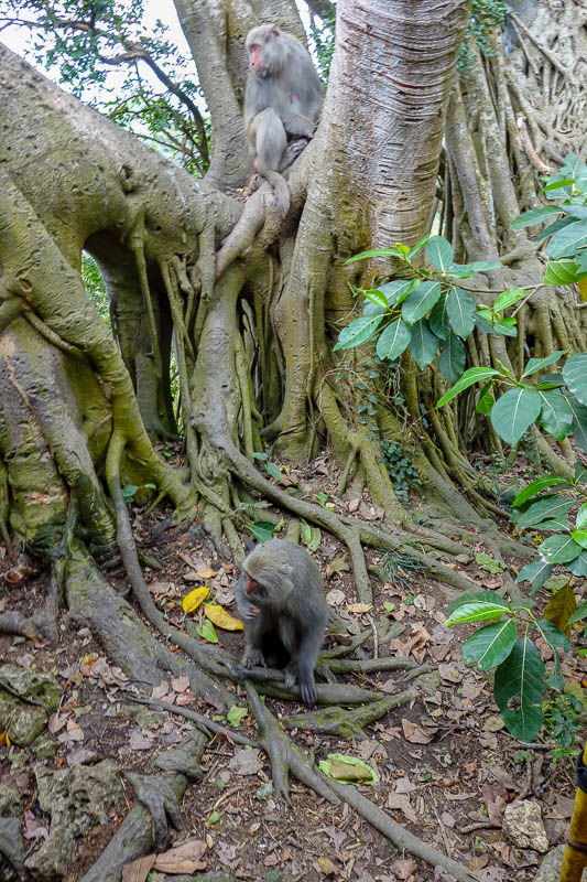 Taiwan-Kaohsiung-Hiking-Shoushan-Chaishan - There were lots of monkeys. I came around a corner and a group of people were arguing with a monkey who was hissing at them. I passed quickly.