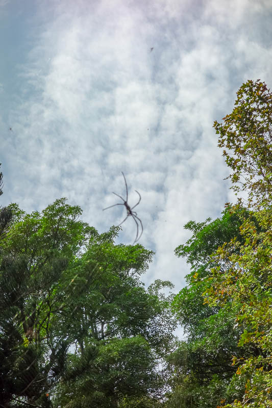A full lap of Taiwan in March 2017 - Except there are huge spiders, seriously they are a foot in diameter!