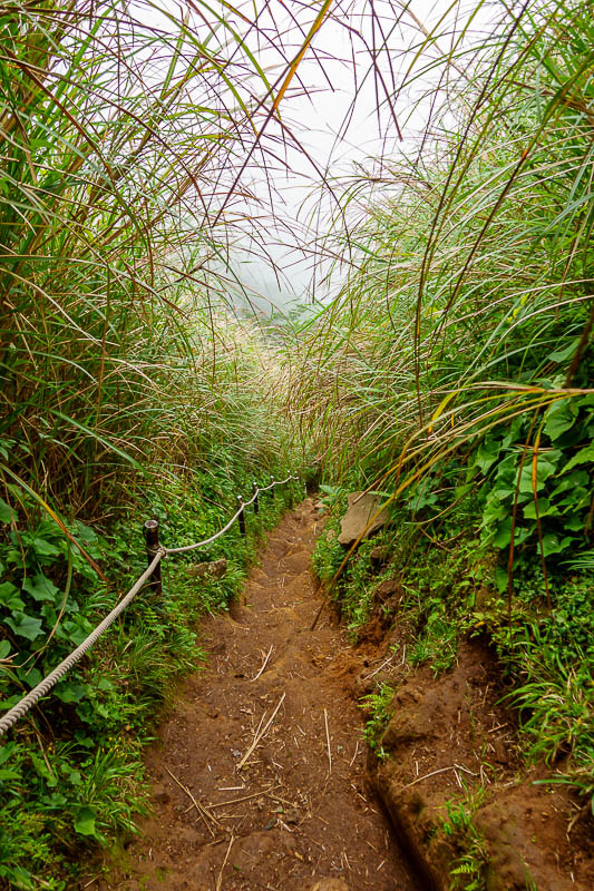 Taiwan-Taipei-Hiking-Datun-Yangmingshan - OMG someone else on my trail! This bit was also very steep.