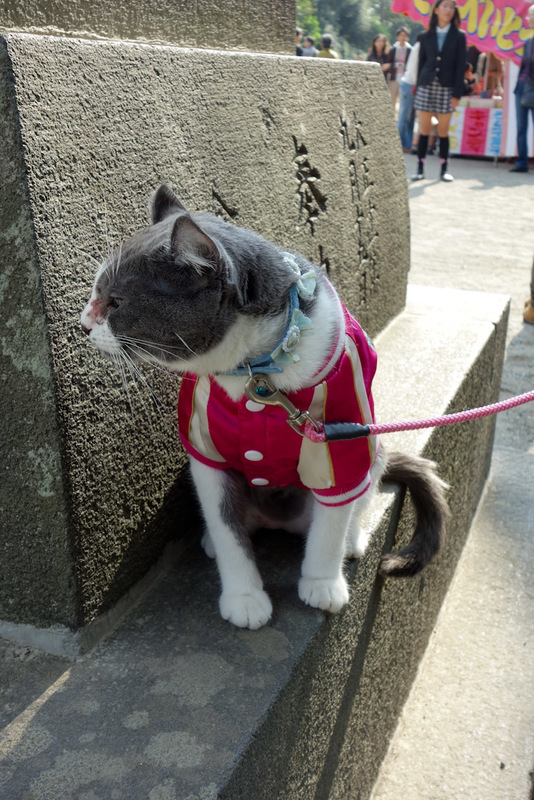 Japan-Kamakura-Beach-Shrine-Enoshima - Nearby and heres another cat. Only this one is on a leash and dressed up. I asked its crazy catwoman owner if I could take a photo, she was very proud