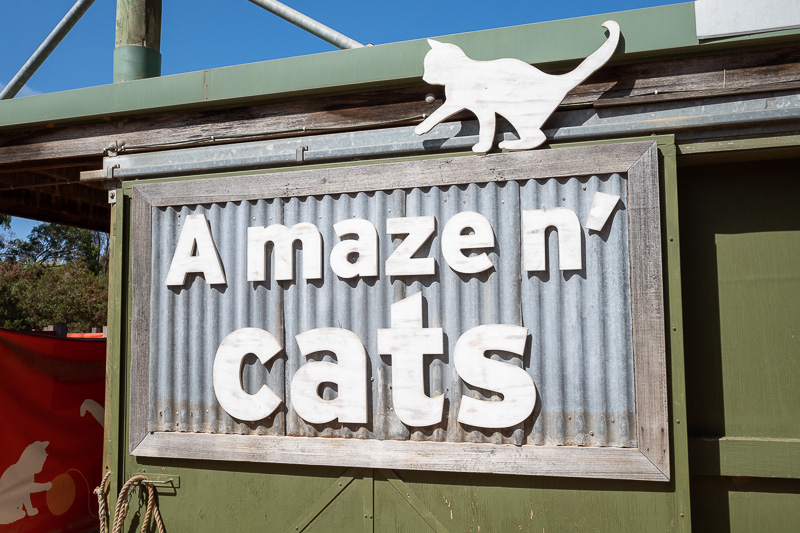  - I thought it was going to be actual cats. That would be cool. But no, its a maze made out of plastic sheeting warning you about how cats eat pandas.